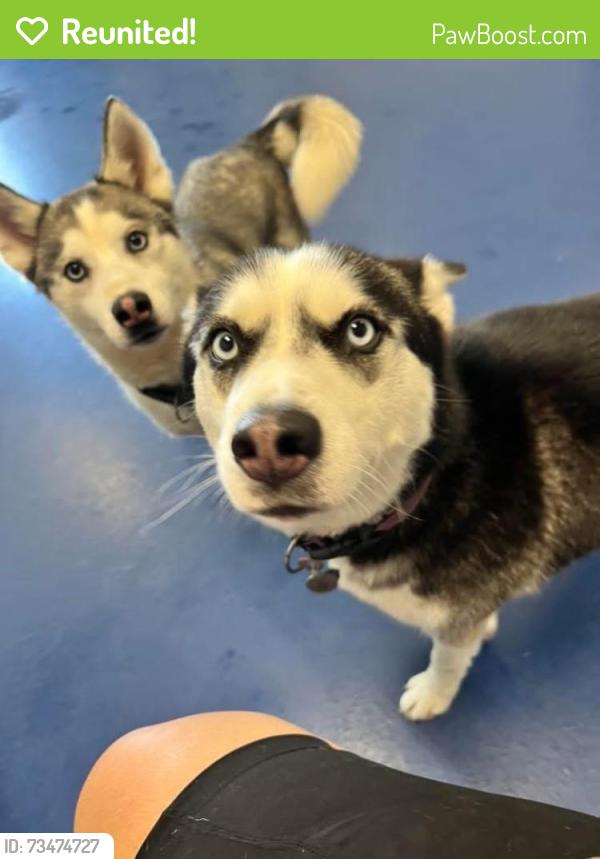 Reunited Female Dog last seen 6 Mile and Southfield, Detroit, MI 48219