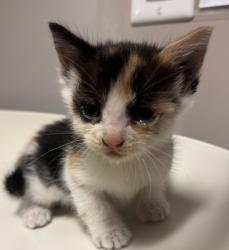 Shelter Stray Female Cat last seen Near East 15th Street, OAKLAND, CA, 94606, 8323 Baldwin St, Oakland, CA 94621, USA