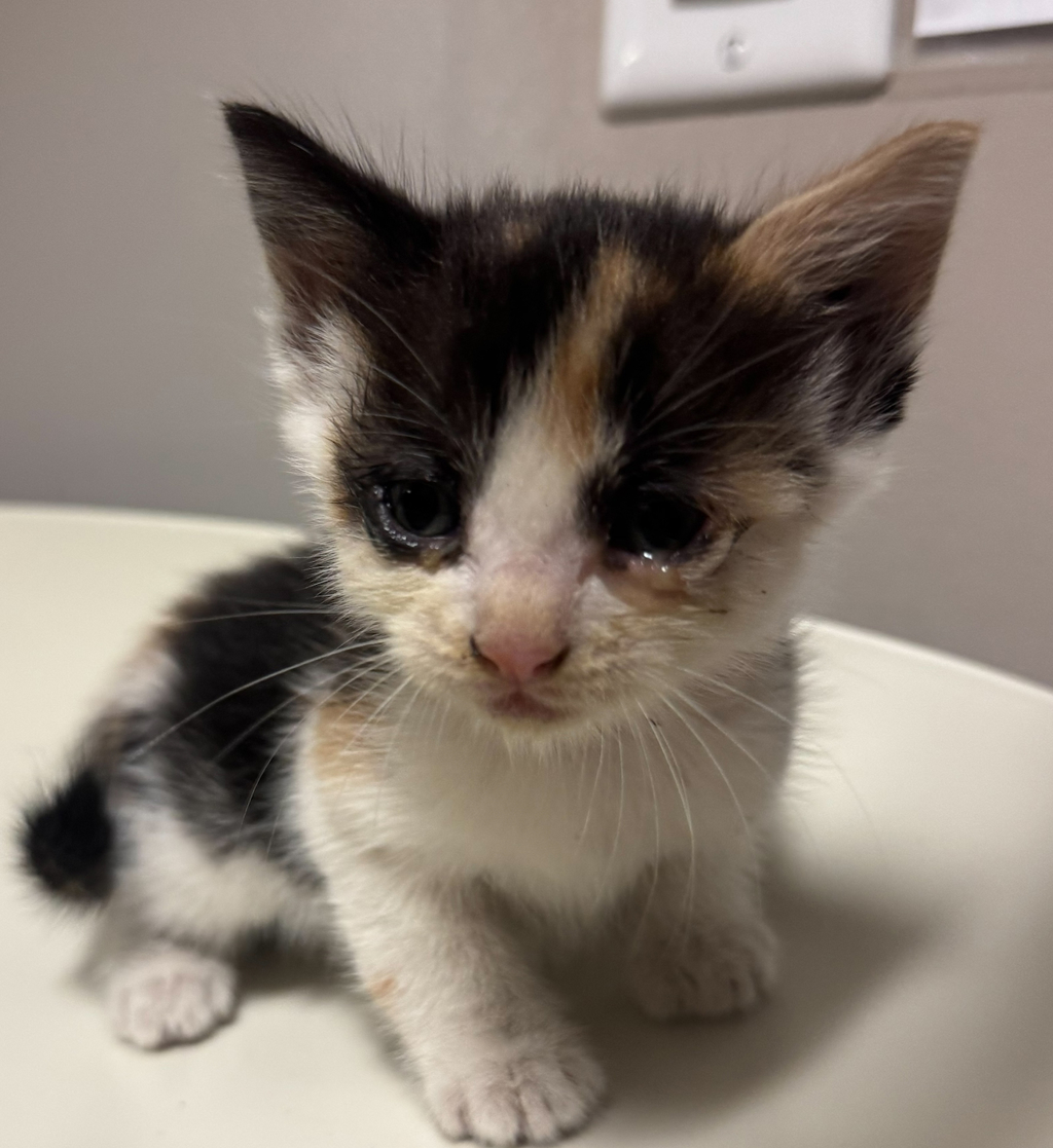 Shelter Stray Female Cat last seen Near East 15th Street, OAKLAND, CA, 94606, 8323 Baldwin St, Oakland, CA 94621, USA