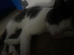 Lost Male Cat last seen parklawn ave, Minneapolis, MN 55435