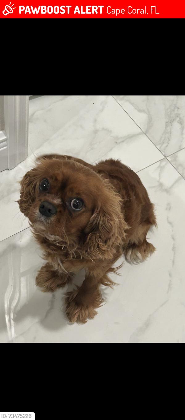 Lost Female Dog last seen NE 35th LN, Cape Coral, FL 33909