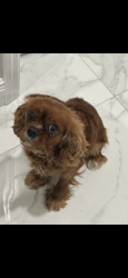 Lost Female Dog last seen NE 35th LN, Cape Coral, FL 33909