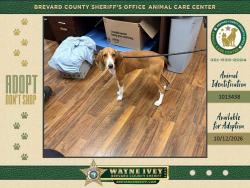 Shelter Stray Female Dog last seen Near Gus Hipp Boulevard, ROCKLEDGE, FL, 32955, 5100 W Eau Gallie Blvd, Melbourne, FL 32934, USA