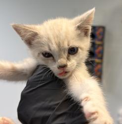 Shelter Stray Male Cat last seen San Diego, CA, 92102, 5500 Gaines St, San Diego, CA 92110, USA