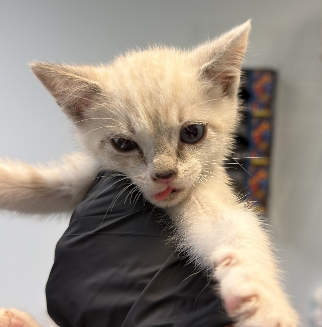 Shelter Stray Male Cat last seen San Diego, CA, 92102, 5500 Gaines St, San Diego, CA 92110, USA