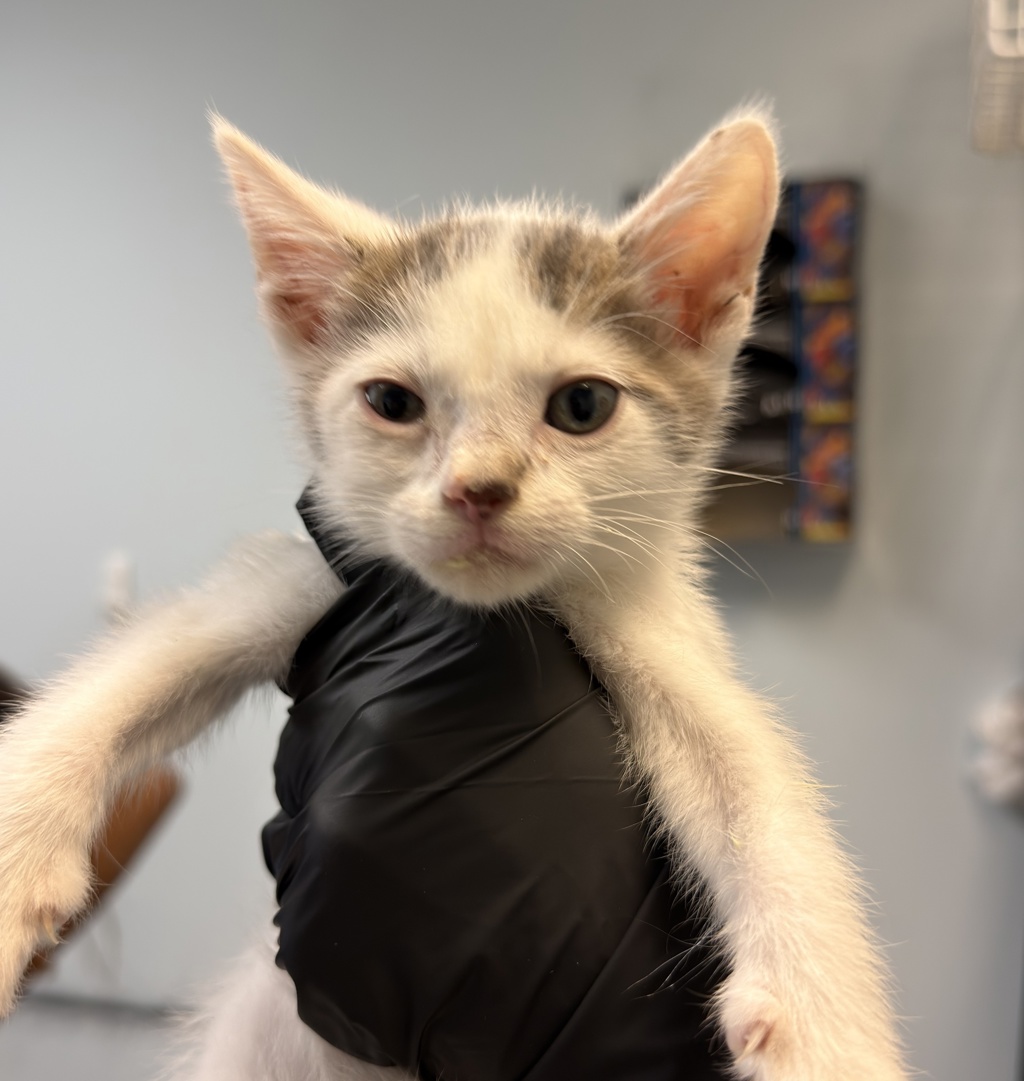 Shelter Stray Male Cat last seen San Diego, CA, 92102, 5500 Gaines St, San Diego, CA 92110, USA