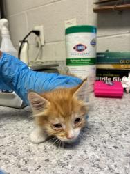 Shelter Stray Male Cat last seen Near W Fern Drive, Midvale, UT, 84047, 511 W 3900 S, Salt Lake City, UT 84123, USA