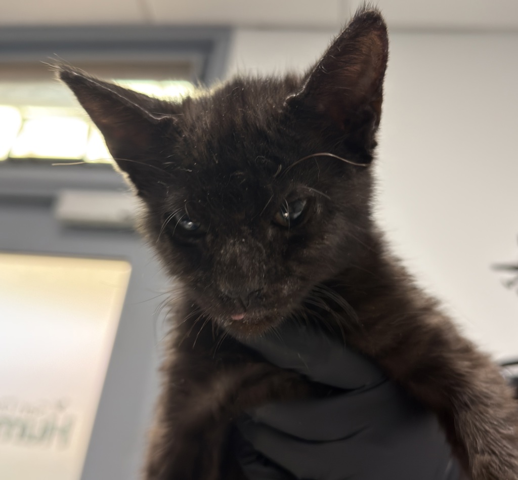 Shelter Stray Female Cat last seen Riley Street, San Diego, CA, 92110, 5500 Gaines St, San Diego, CA 92110, USA