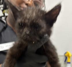 Shelter Stray Male Cat last seen Riley Street, San Diego, CA, 92110, 5500 Gaines St, San Diego, CA 92110, USA
