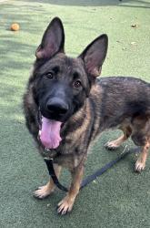 Shelter Stray Male Dog last seen Near Guajome Lake Road, Oceanside, CA, 92057, Oceanside, CA 92058, USA