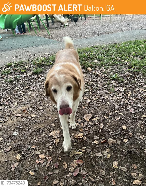 Found/Stray Unknown Dog last seen Harlan Godfrey Civitan Park, Dalton, GA 30720