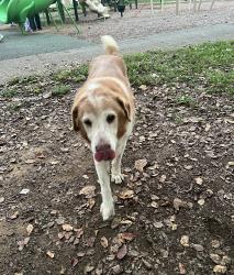 Found/Stray Unknown Dog last seen Harlan Godfrey Civitan Park, Dalton, GA 30720