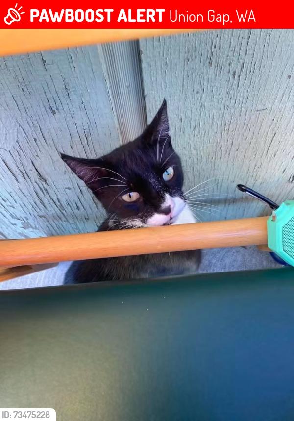 Lost Male Cat last seen Main st and w Washington st, Union Gap, WA 98903