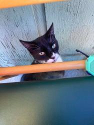 Lost Male Cat last seen Main st and w Washington st, Union Gap, WA 98903