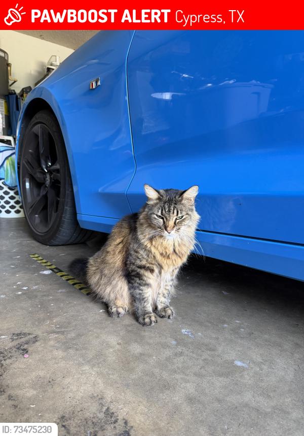 Lost Female Cat last seen Loyola, Cypress, TX 77429