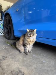 Lost Female Cat last seen Loyola, Cypress, TX 77429