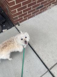 Reunited Female Dog last seen Seen near Wharton Square Park, Philadelphia, PA 19146