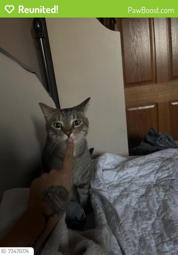 Reunited Male Cat last seen By the Chinese temple or surrounding area, Waukesha, WI 53189