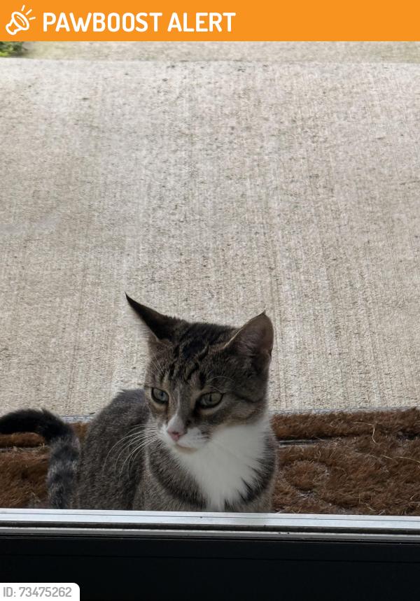 Found/Stray Female Cat last seen Annville-Cleona High School, South Annville Township, PA 17078