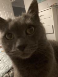 Reunited Female Cat last seen St Mary’s road, Kent, England BR8 7EU