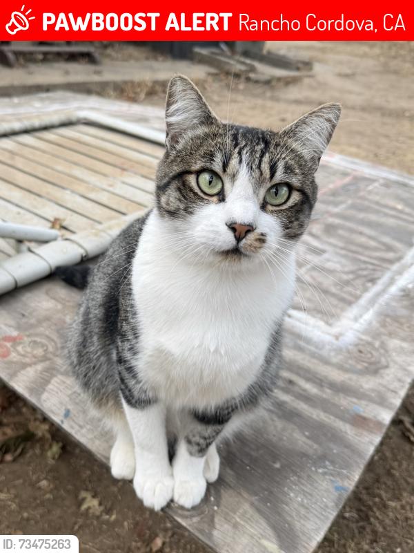Lost Male Cat last seen Georgetown and wood bridge, Rancho Cordova, CA 95670