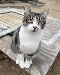 Lost Male Cat last seen Georgetown and wood bridge, Rancho Cordova, CA 95670