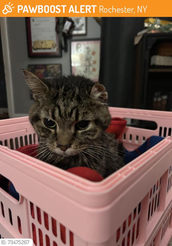 Found/Stray Unknown Cat last seen Monroe, Rochester, NY 14610