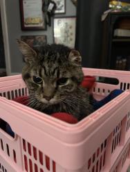 Found/Stray Unknown Cat last seen Monroe, Rochester, NY 14610