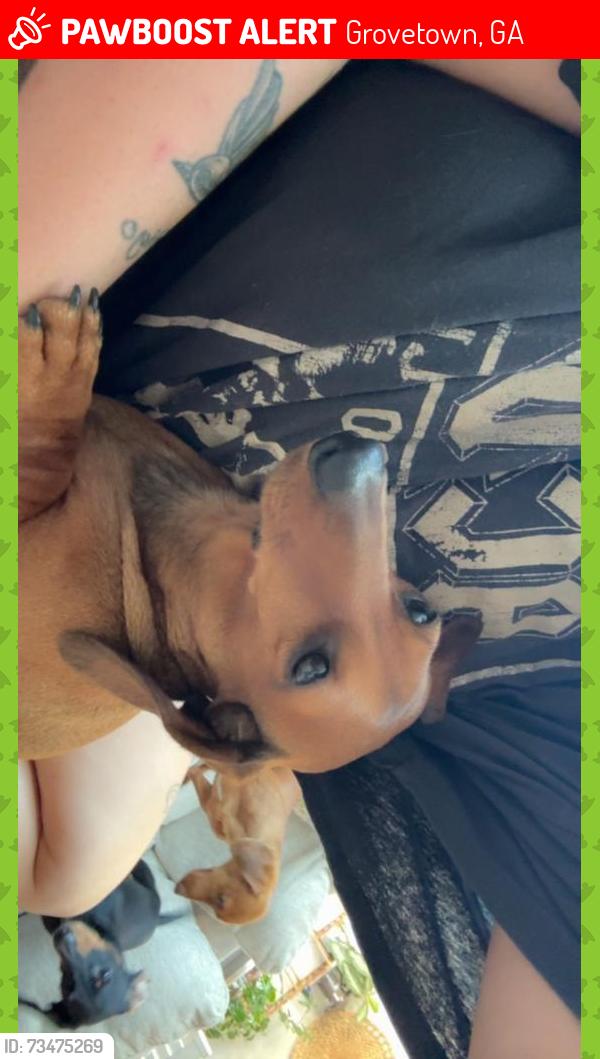 Lost Female Dog last seen Porter lane, Grovetown, GA 30813