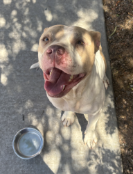 Found/Stray Female Dog last seen N Pantano Rd & E Pima Rd, Tucson, AZ 85715