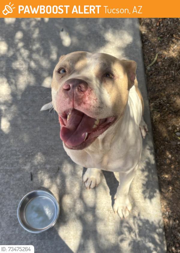 Found/Stray Female Dog last seen N Pantano Rd & E Pima Rd, Tucson, AZ 85715
