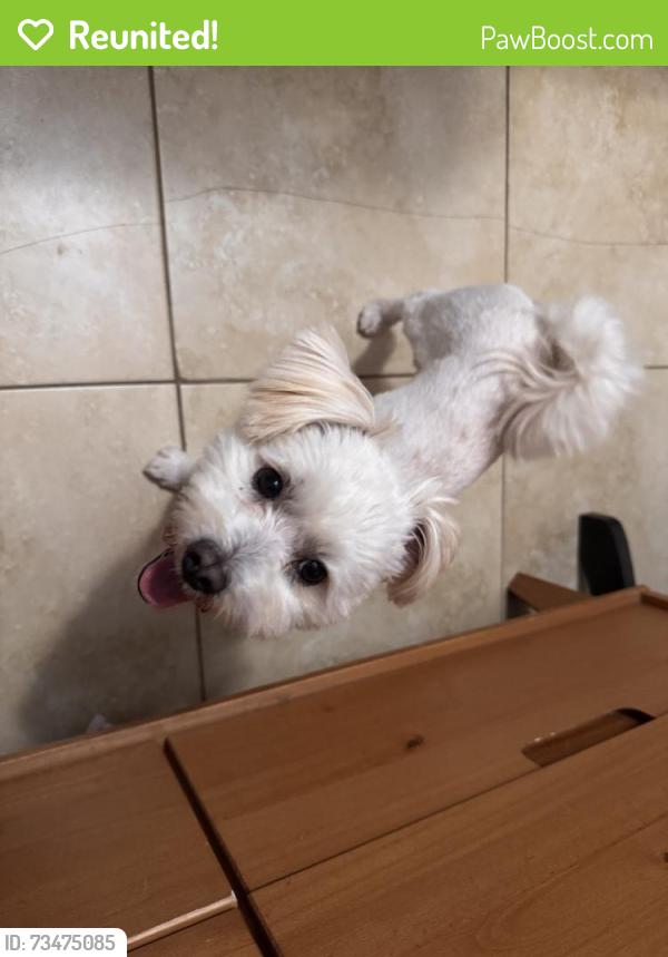 Reunited Male Dog last seen Near W 2nd St, Perris, CA 92570, USA, Perris, CA 92570