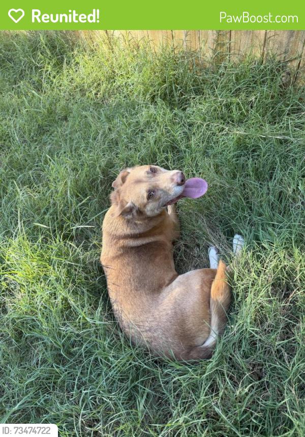 Reunited Female Dog last seen Stevenson street, Nashville, TN 37209