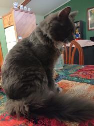 Lost Male Cat last seen Wiseman Rd West, Edmonton, QLD 4869