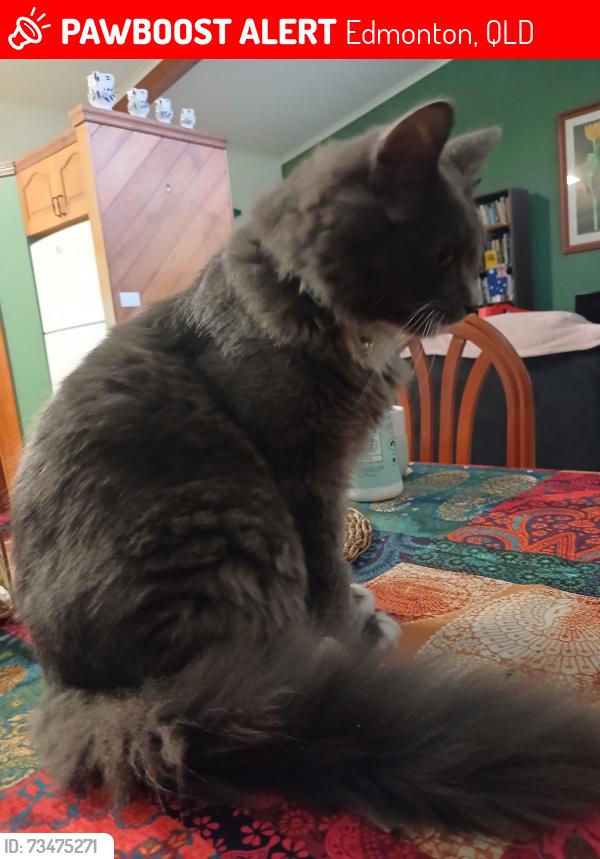 Lost Male Cat last seen Wiseman Rd West, Edmonton, QLD 4869