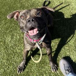 Shelter Stray Female Dog last seen , Animal Care & Control Team of Philly, 111 W Hunting Park Ave, Philadelphia, PA 19140, USA