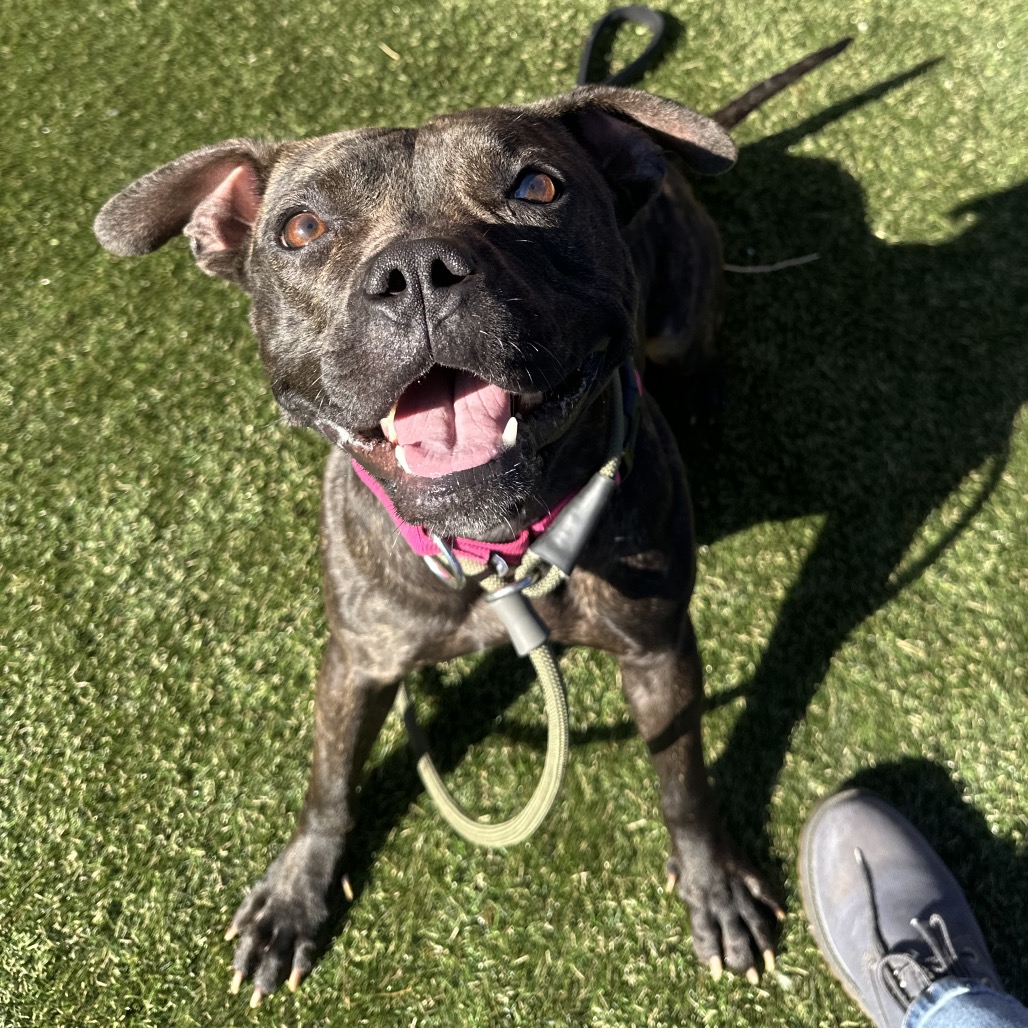 Shelter Stray Female Dog last seen , Animal Care & Control Team of Philly, 111 W Hunting Park Ave, Philadelphia, PA 19140, USA
