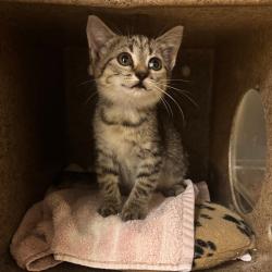 Shelter Stray Female Cat last seen , 244 Georgetown Rd, Jacksonville, NC 28540, USA
