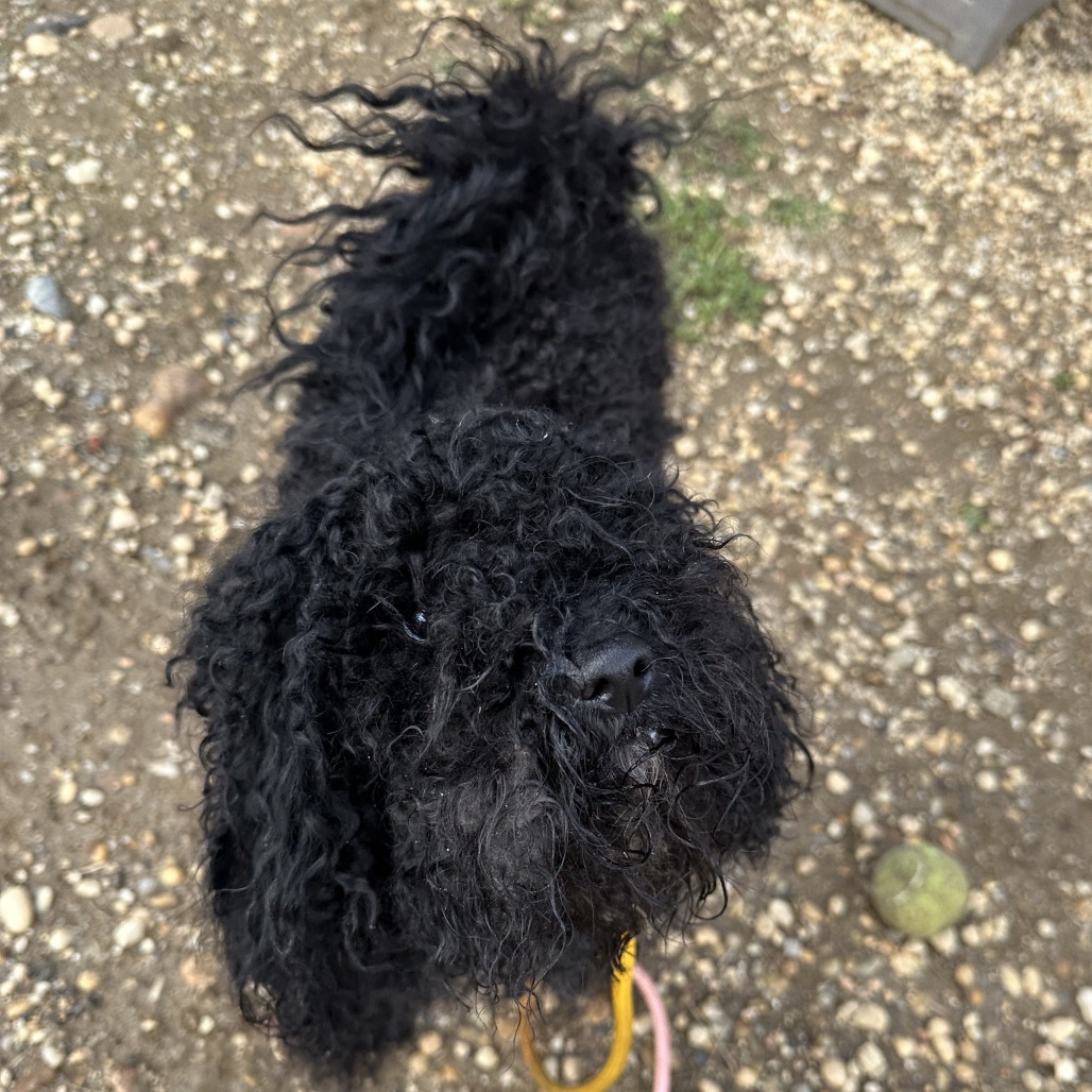 Shelter Stray Male Dog last seen , Animal Care & Control Team of Philly, 111 W Hunting Park Ave, Philadelphia, PA 19140, USA