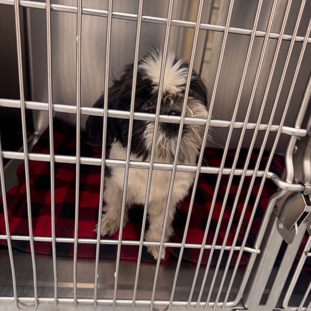 Shelter Stray Unknown Cat last seen , Animal Care & Control Team of Philly, 111 W Hunting Park Ave, Philadelphia, PA 19140, USA