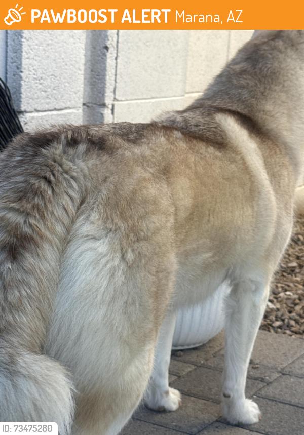 Found/Stray Female Dog last seen Twin Peaks and Saguaro Peaks, Marana, AZ 85653