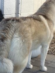 Found/Stray Female Dog last seen Twin Peaks and Saguaro Peaks, Marana, AZ 85653
