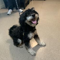 Shelter Stray Male Dog last seen , 361 S Raymond Ave, Pasadena, CA 91105, USA