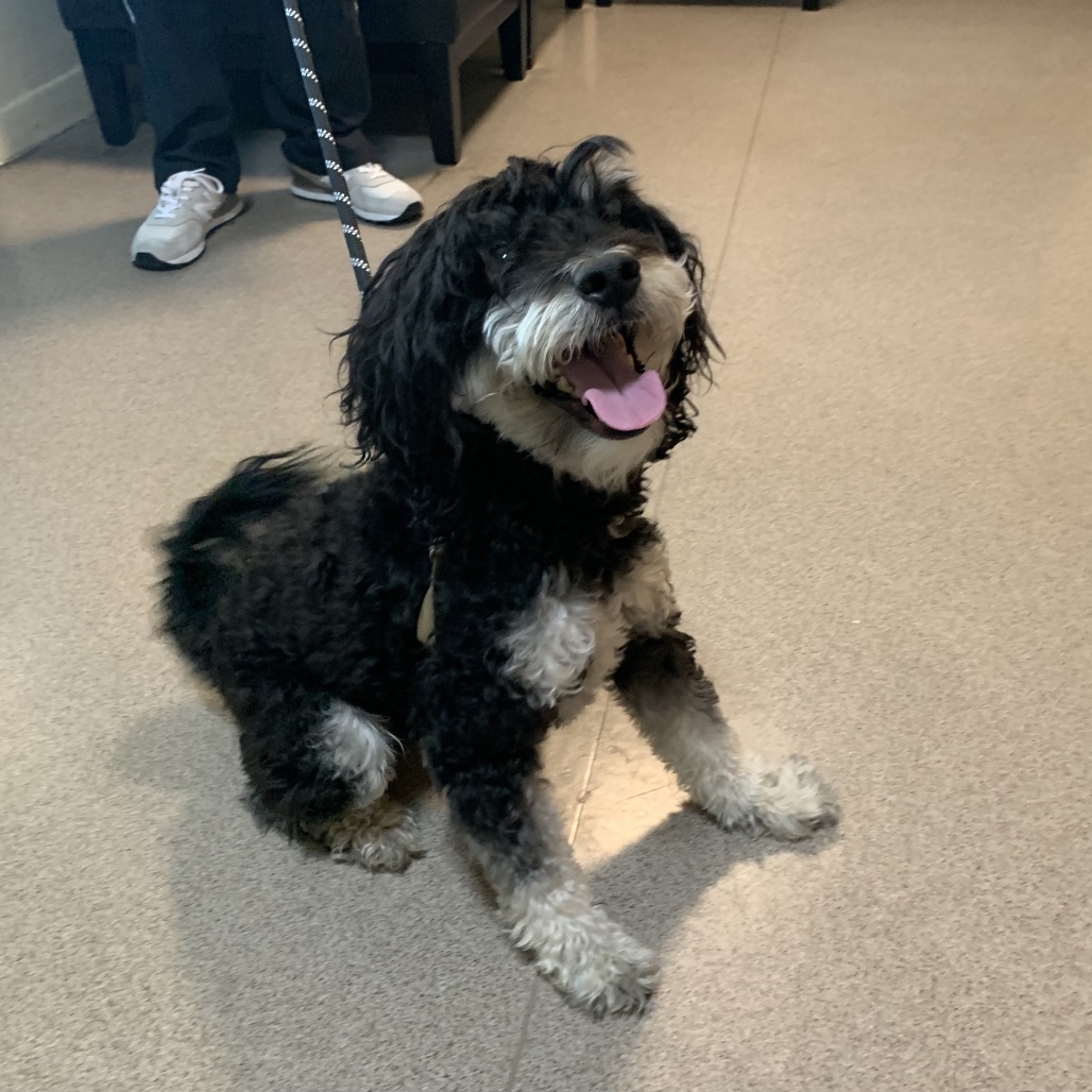 Shelter Stray Male Dog last seen , 361 S Raymond Ave, Pasadena, CA 91105, USA
