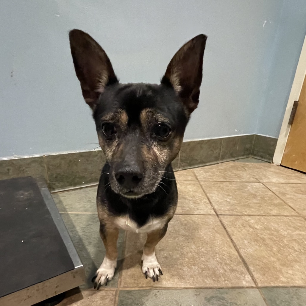 Shelter Stray Male Dog last seen , 4500 N Access Rd, Chattanooga, TN 37415, USA