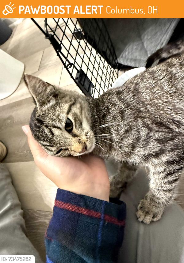 Found/Stray Male Cat last seen Walcutt Rd and Roberts Rd, Columbus, OH 43026