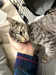 Found/Stray Male Cat last seen Walcutt Rd and Roberts Rd, Columbus, OH 43026