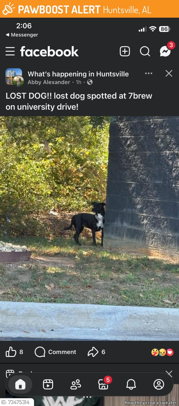 Found/Stray Unknown Dog last seen University, Huntsville, AL 35816