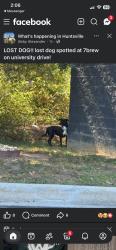 Found/Stray Unknown Dog last seen University, Huntsville, AL 35816
