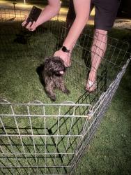 Found/Stray Male Dog last seen Clovis Ave and Fowler, Sunnyside, CA 93727